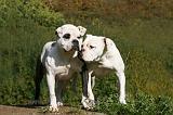 BOULEDOGUE AMERICAIN 337